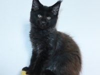 Safkan şecereli dev cüsseli Maine Coon erkek
