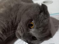 10 aylık dişi scottish fold