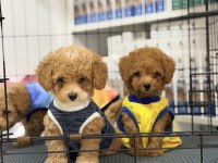 Minik suratlı toy poodle bebeklerimiz