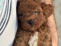 Ruhsatlı Köpek Çiftlinden Red Poodle Yavrular