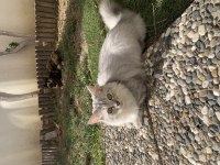 British longhair erkek