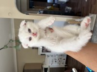 Scottish fold kehribar göz kardeşler