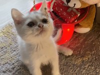 Kırıkkale içi british shorthair kedilerim