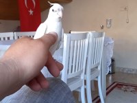 Sevimli Kırmızı Göz Albino Sultan Papağanı