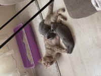 Anne ve 3 adet british shorthair yavru