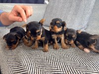 3 çiçek 1 böcek köpeklerimiz