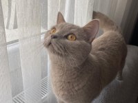 Acil satılık british shorthair