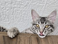 Baba British Anne Maine coon 5 aylık erkek Magnus