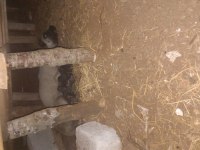 Soylu kangal yavruları