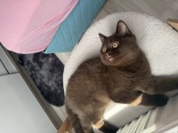 British shorthair çikolata erkek bebek