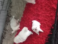 Yavru imperiyal dişi pekinez köpekler