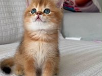 En güzel  ny12 golden british shorthair yavrular