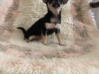 Chihuahua yavruları