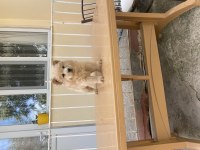 CHOW CHOW ÇİN ASLANI
