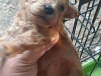 Maltipoo bebeklerimiz