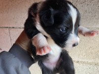 Orijinal border collie yavrular