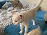 1 yaşında anne ve kızımız british shorthair