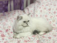 AŞILI ORJINAL BRITISH BEBEKLERIMIZ