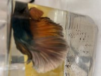 Karaağaç mezarlığı karşısı meydan Petshop balıklar