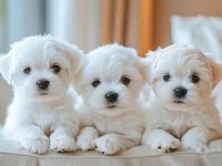 Maltese Terrier Ultra Mini Yavrularımız