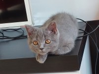KÜL RENGİ BRİTİSH SHORTHAİR SAHİBİNİ ARIYOR