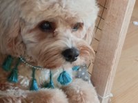 3 Yaşında Erkek Maltipoo