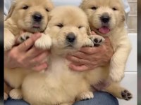 Son derece sağlıklı ve kaliteli golden retriever bebekler