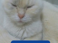 24 Eylül doğulu erkek scottish fold
