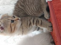 Scottish fold