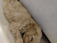 Maltipoo yavru köpeğim
