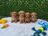 Veteriner Kontrollü Çok Özel Maltipoo Yavrularımız