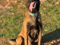 Belçika kurdu malinois