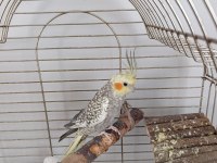 6 aylık erkek sultan papağanı
