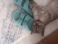 British shorthair dişi yavru
