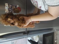 ALTI AYLIK İKİ DİŞİ KORE POODLE