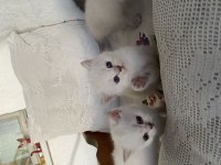 Sağlıklı anne ve baba safkan british shorthair rezerve açık