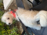 Maltese Terrier 3 aylık