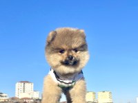 Ayı Surat Pomeranian Boo Yavrular