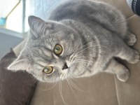 Çiftleştirme ilanı 1 yaşında british shorthair