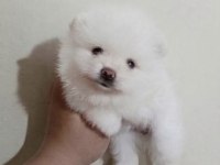 Teacup Kar Beyaz Pomeranian Boo Dişi Prensesim