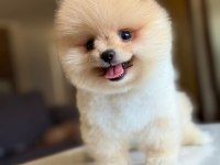 ORJİNAL TATLI POMERANİAN BOO KÖPEĞİMİZ