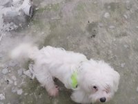Efsane dişi köpeğimiz