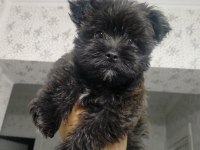 Terrier kızımızı sahiplendireceğiz