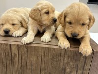 Golden retriever bebekler yeni yuvalar arıyorlar