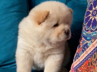 A kalite panda surat chow chow çin aslanı