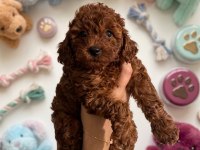 Kurabiye Tadında Harika Poodle Bebekler