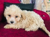 Maltipoo çocuklarıma yuva arıyorum