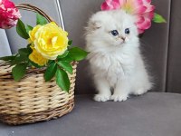Scottish fold yavrumuz