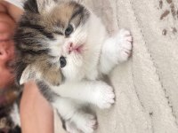 Exotic Shorthair Yavrular