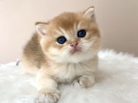 Erkek golden british shorthair yavruları